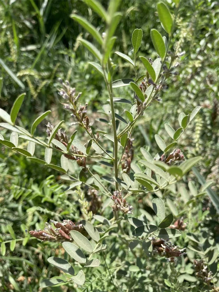 甘草苷可抑制新冠病毒